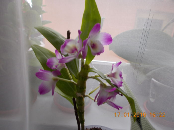 DSCN1013 - Orhidee