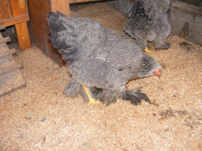 DSCF0032 - 2015 Brahma herminat inchis