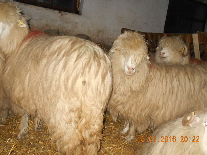 Picture 177 - Balele 2016-2017