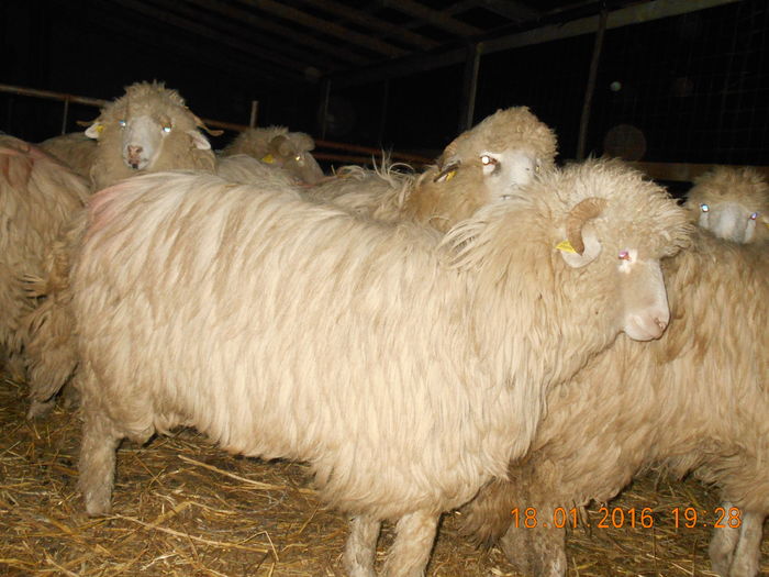 Picture 013 - Mielute 2015-2016-2017