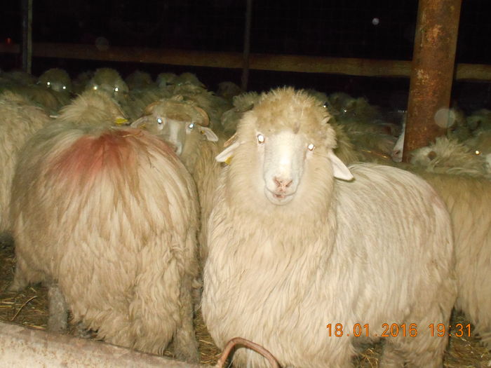 Picture 020 - Mielute 2015-2016-2017