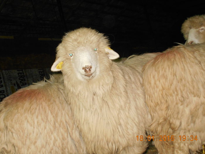 Picture 030 - Mielute 2015-2016-2017