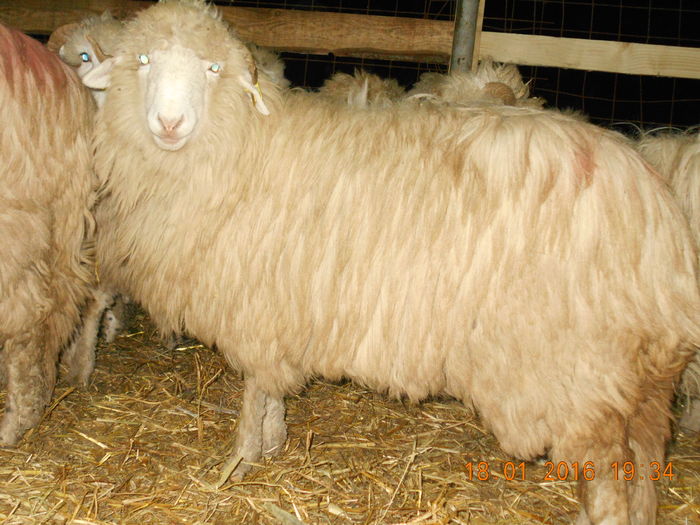 Picture 034 - Mielute 2015-2016-2017