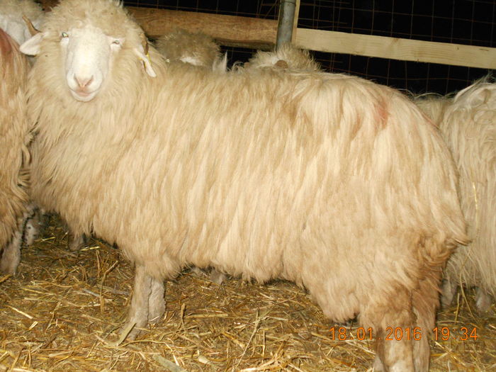 Picture 035 - Mielute 2015-2016-2017