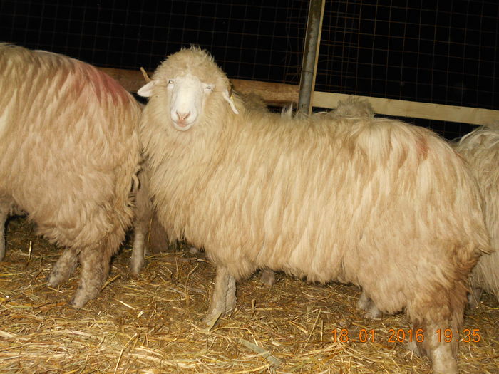 Picture 037 - Mielute 2015-2016-2017