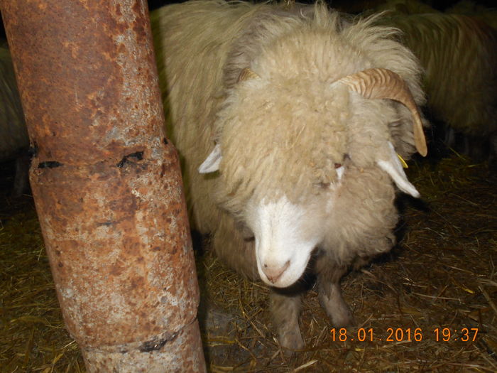 Picture 048 - Mielute 2015-2016-2017