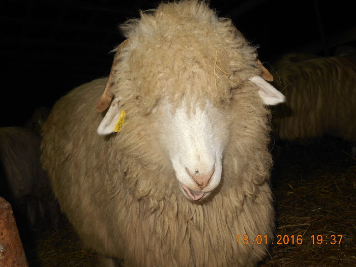 Picture 049 - Mielute 2015-2016-2017