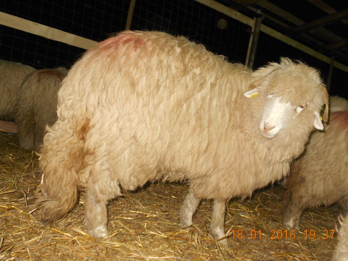 Picture 050 - Mielute 2015-2016-2017