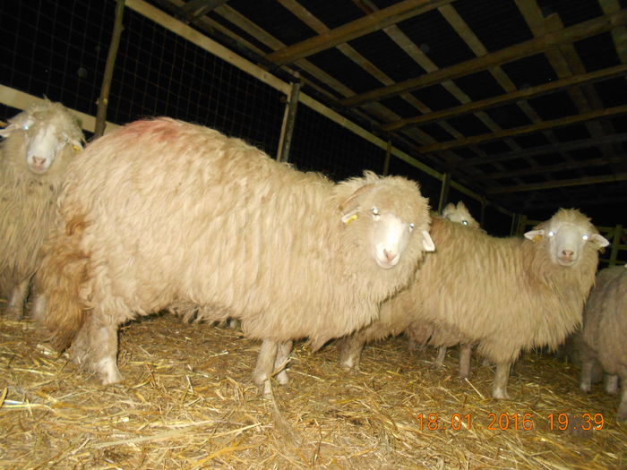 Picture 057 - Mielute 2015-2016-2017