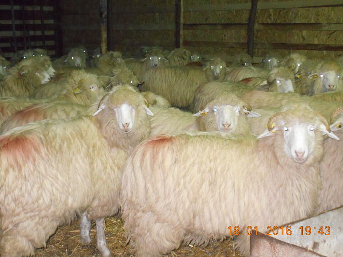 Picture 070 - Mielute 2015-2016-2017