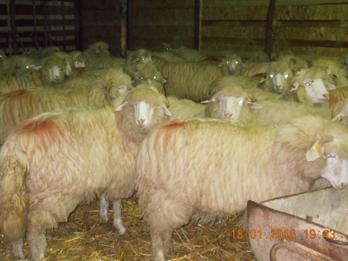 Picture 071 - Mielute 2015-2016-2017