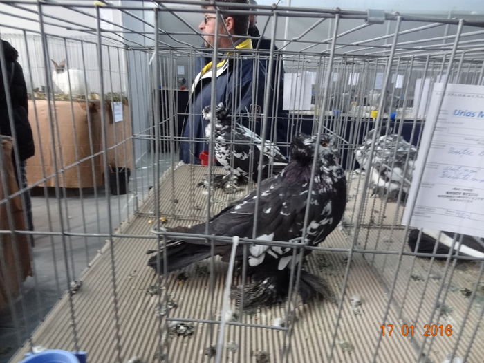 DSC00838 - u EXPOZITIA DE PORUMBEI SI PASARI DE RASA ALBATROS-CLUJ 14-17 IAN 2016
