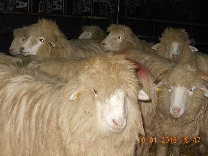 Picture 084 - Mielute 2015-2016-2017