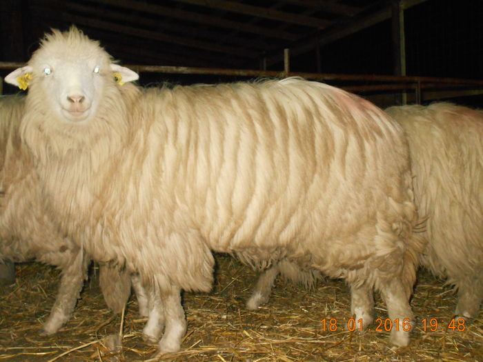 Picture 090 - Mielute 2015-2016-2017