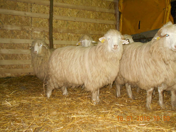 Picture 098 - Mielute 2015-2016-2017