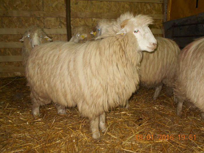 Picture 100 - Mielute 2015-2016-2017