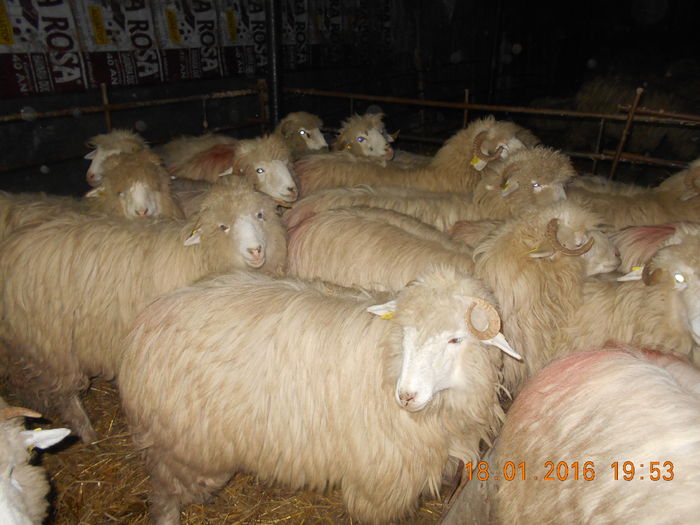Picture 107 - Mielute 2015-2016-2017