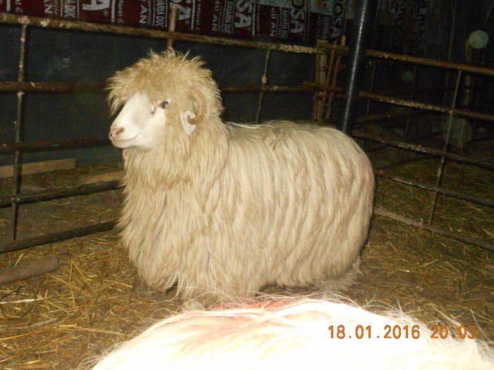 Picture 136 - Mielute 2015-2016-2017