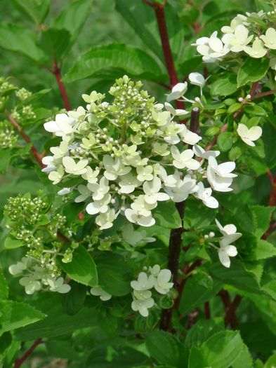  - Hydrangea Paniculata