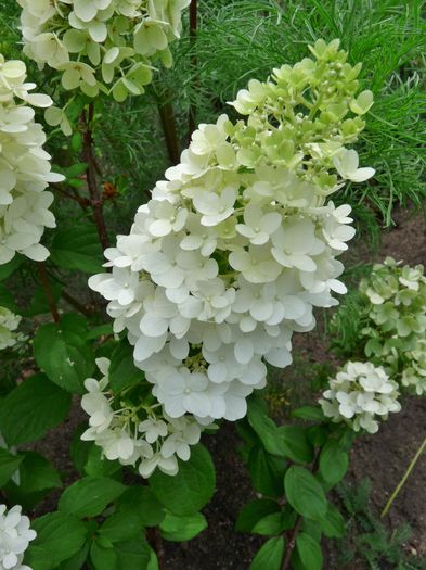 2015 - Hydrangea Paniculata