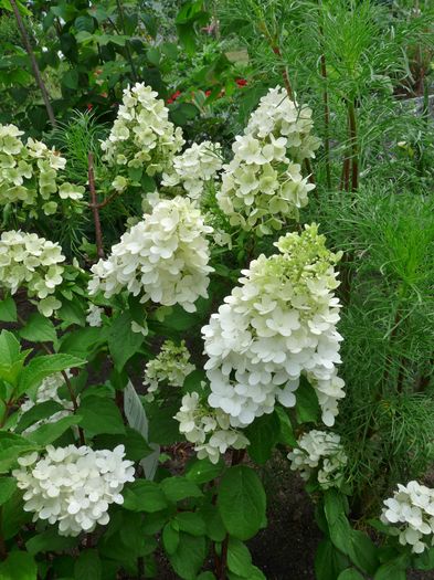  - Hydrangea Paniculata