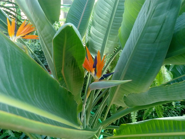 IMG_20151115_114032 - Gradina Botanica Bucuresti