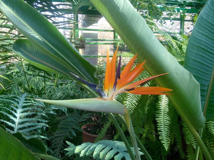 IMG_20151115_114052 - Gradina Botanica Bucuresti