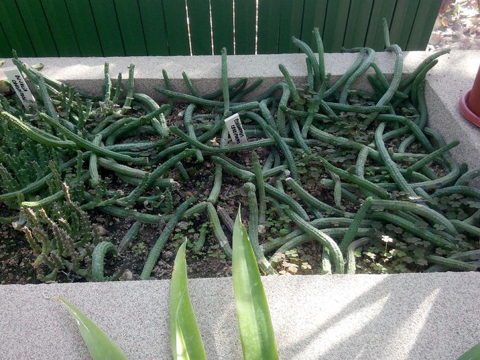 IMG_20151115_115021 - Gradina Botanica Bucuresti