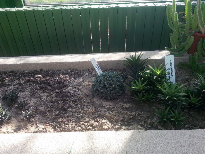 IMG_20151115_115046 - Gradina Botanica Bucuresti