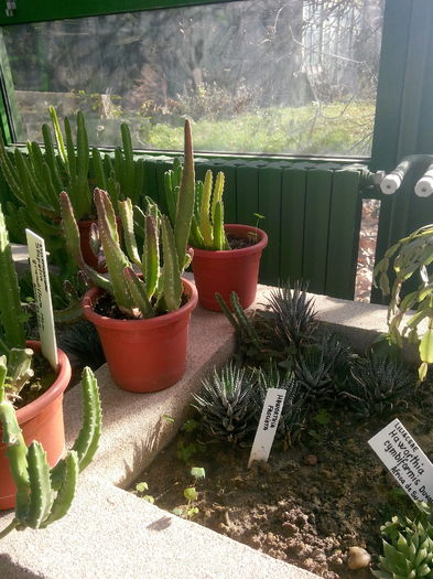 IMG_20151115_115118 - Gradina Botanica Bucuresti