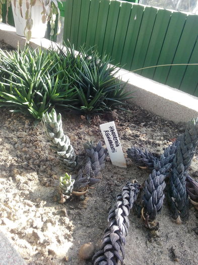 IMG_20151115_115149 - Gradina Botanica Bucuresti