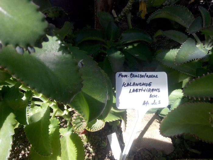 IMG_20151115_115232 - Gradina Botanica Bucuresti