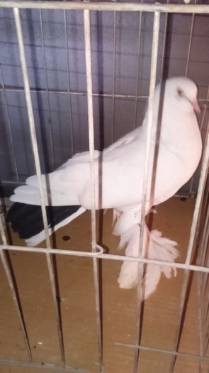 DSC_0393 - porumbei incaltati