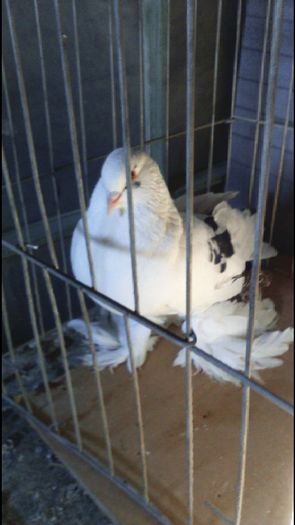 DSC_0394 - porumbei incaltati