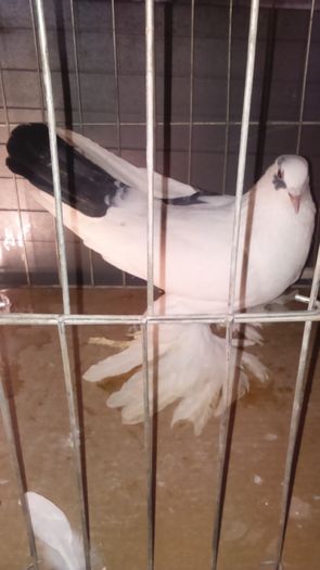 DSC_0383; Femel%u0103 tarcata 1an
