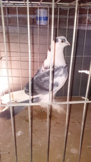 DSC_0378; Mascul albastru 3ani
