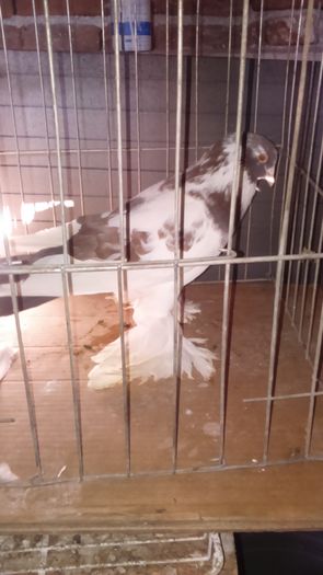 DSC_0373; Mascul ro%u0219u 2ani
