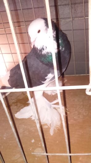 DSC_0368; Mascul tarcat 3ani
