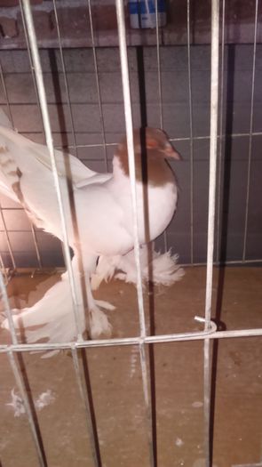 DSC_0357; Femel%u0103 alb-ro%u0219u 2ani
