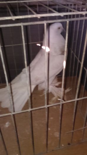 DSC_0353; Mascul Izabel 1an
