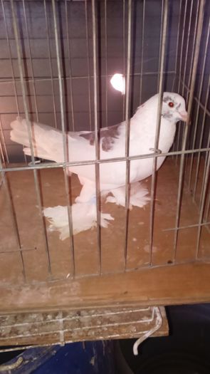 DSC_0343; Mascul alb-ro%u0219u 3ani
