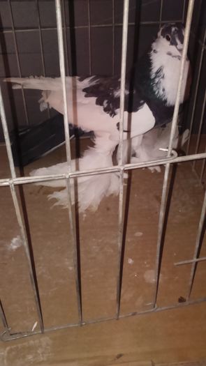 DSC_0342; Mascul Tarcat 2ani
