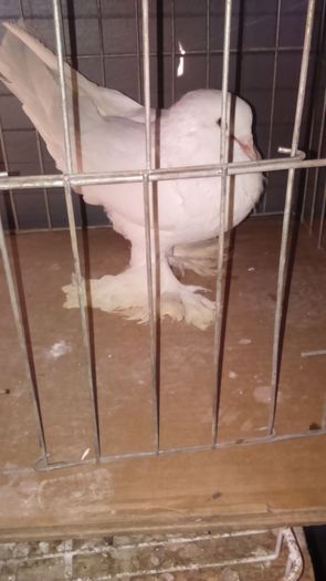 DSC_0336; Femel%u0103 alb%u0103 1an
