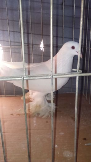 DSC_0335; Mascul alb 2ani
