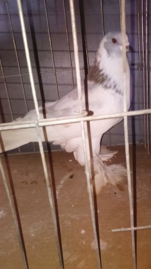 DSC_0331; Mascul Izabel 1an
