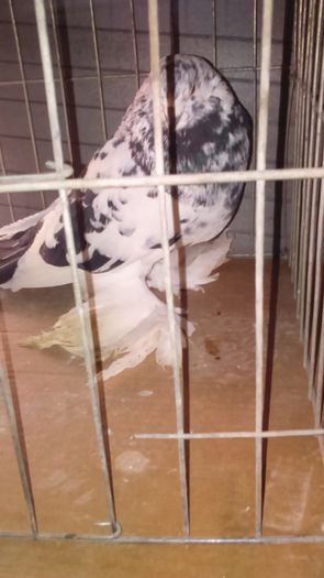 DSC_0325; Mascul Pestri%u021B -negru 3ani
