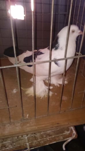 DSC_0321; Mascul tarcat 1an
