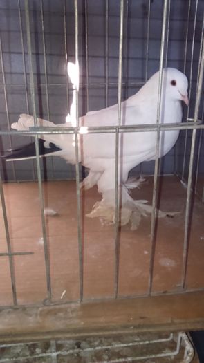 DSC_0316; Femel%u0103 alb-negru 2ani
