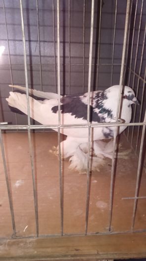 DSC_0313; Femel%u0103 tarcata 1an
