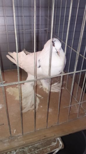 DSC_0309; Femel%u0103 alb-albastru 1an
